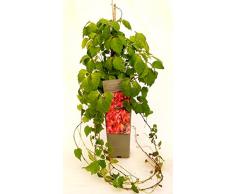 POWERS TO FLOWERS - VITE AMERICANA RAMPICANTE ROSSA, PARTHENOCISSUS WEITCHII ALTEZZA 50CM, Pianta vera