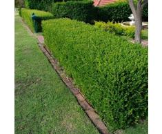 Semi Wintergreen giapponese siepe di bosso (Buxus microphylla) 20 + semi (20 semi)