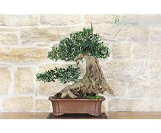 Bonsai di Olivo (126)