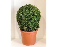 Pianta Buxus a palla Vaso 23cm