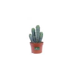 Pianta di Cereus Myrtillocactus pianta grassa cactus da esterno pianta da interno cactus ornamentale cactus vero venduto da eGarden.store (Vaso 10 cm)