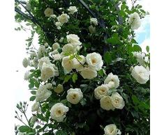 LovePlz 300 Semi di Rose rampicanti pz/Borsa fragranza Solare perenne Alto Tasso di Sopravvivenza Semi di Piante allaperto Bianco