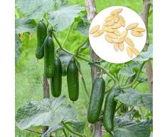 Oce180anYLVUK Semi di cetriolo, 100 pezzi/borsa Semi di cetriolo Piantine di frutta verdura domestica verde non OGM per giardino Cucumber Seeds
