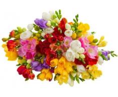 Seedsown FRESIA DOPPIA IMPORTATI Bulbi da fiore, 100% GERMINETION Seed