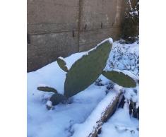 Talea di fico dindia/pianta/pala 3 pezzi rossa gialla e bianca/RESISTENTE AL GELO/VARIETA DI MONTAGNA