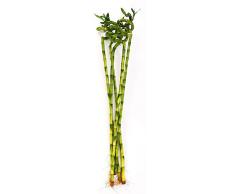 POWERS TO FLOWERS - LUCKY BAMBOO, 5 PEZZI LUNGHEZZA 80CM A SPIRALE, Pianta Vera