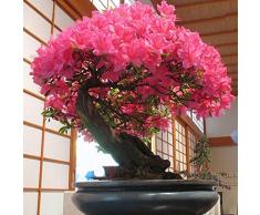 Steelwingsf Semi In Vaso Da Giardino Per Interni Ed Esterni, 40 Pezzi/Borsa Semi Di Sakura Pianta Facile Fantastici Semi Di Fiori Di Ciliegio In Fiore Non OGM Bonsai Per La Casa Semi di Sakura