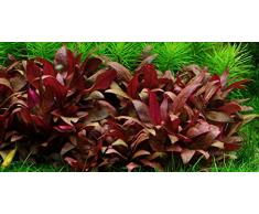 Tropica Alternanthera reineckii 'Mini' 1 - 2 Grow! - Piante d'acquario