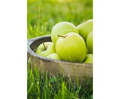 pianta di Melo albero di melo già innestato varietà Granny Smith Età 2 anni pianta in vaso di mela pianta vera di mela venduta da eGarden.store