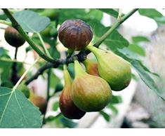 VEG SRLS Pianta da frutto ALBERO DI FICO UCCELLO A RADICE NUDA - 1 METRO