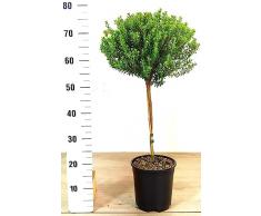 POWERS TO FLOWERS - MIRTO DA LIQUORE ALBERELLO, ALTEZZA 70/80cm, pianta vera