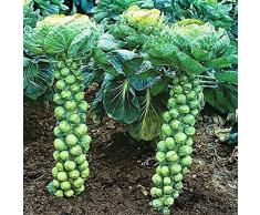 Semi di ortaggi per piantare,200Pcs Home Orga1nic Verdura Cavoletti di Bruxelles Cavolo Brassica Oleracea Semi per giardinaggio indoor e outdoor-1