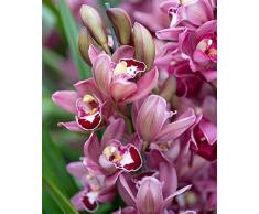 Cymbidium Orchidea Bulbi, Fiore ornamentale, Purificazione dellaria, Resistenza al freddo, Fragranza floreale,Lungo periodo di fioritura,Berenne-3 Bulbi,J