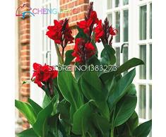 10 pezzi Canna Semi Beautiful Flower Seed Mix Indica Lily piante da giardino Bulbi Fiori allaperto in vaso bonsai Flores. regalo a casa