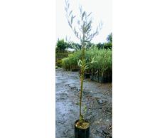 Pianta di olive Albero ulivo Nocellara de Belice - Imballaggio speciale protettivo