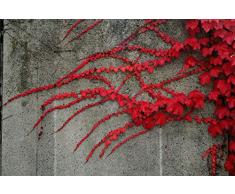 PLAT FIRM Germinazione dei semi: Heirloom importato ledera rossa semi pianta rampicante, Professional Service Pack, 10 Semi