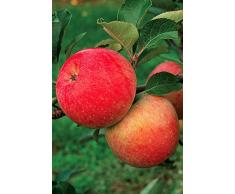 VEG SRLS Pianta da frutto ALBERO DI MELO SIMILE REGALE ROYAL GALA A RADICE NUDA - 1 METRO