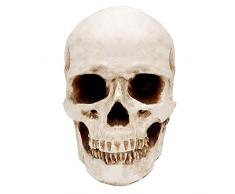 Kurtzy Teschio Umano - L12 x L17 x A14,5 cm - Teschio Decorativo Scheletro Umano Realistico in Resina a Grandezza Naturale - Teschio Soprammobile per Insegnamento Anatomico e Halloween Decorazioni