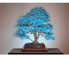 Bonsai di acero semi blu semi dellalbero. cielo blu rara giapponesi piante semi di acero balcone per giardino di casa 10PCS R78