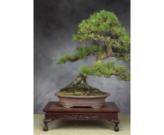Tropica - Bonsai - pino nero giapponese (Pinus thunbergii) - 30 semi