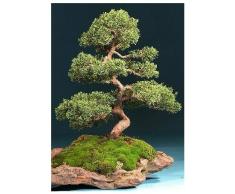 Tropica - Bonsai - ginepro cinese (Juniperus chinensis) - 30 semi