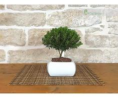 Bonsai di Mirto in vaso quadro bianco