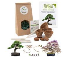 Bonsai Kit incl. eBook GRATUITO - Starter Set con vasi di cocco, semi e terra - idea regalo sostenibile per gli amanti delle piante (Wisteria + Pino Australiano)