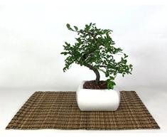 Bonsai di Olmo in vaso quadro bianco cm. 15