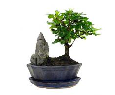 Carmona microphylla | Fukientee | Albero bonsai con vaso in ceramica | Altezza 25-30 cm | Vaso Ø 15x8cm