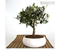 Bonsai di Olivo in ciotola bassa