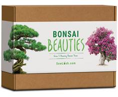 Sow Lush Bonsai Beauties, Set Regalo con Semi, Tutto Il Necessario per Coltivare 5 bellissime varietà di Alberi Bonsai