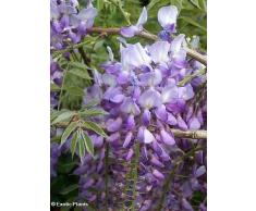 Tropica - Bonsai - glicine (Wisteria sinensis) - 4 semi