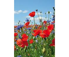 Fiori - Campo di Fiori con Papaveri E Fiordalisi, 2 Parti Poster Carta da Parati Fotomurale (250 x 180cm)