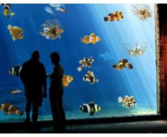 Adesivi per finestre no.390 Tropical Fishes Set, Tamaño:40cm x 40cm