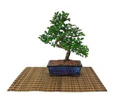 Bonsai di Olmo cinese vaso cm. 18
