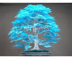 20pcs semi di acero blu cinese acero rari blu bonsai semi Bonsai Piante Alberi per fioriere vaso di fiori