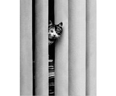 cinema-poster Curious CAT - Poster con gatto curioso