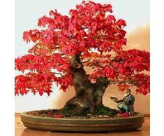 Tropica - Bonsai - acero rosso (Acer rubrum) - 20 semi
