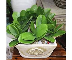LEORX Fiore artificiale verde schiuma orchidea Phalaenopsis pianta foglia