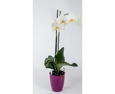 Elho - 2054496 - Brussels Diamond, Vaso per orchidee, altezza: 12,5 cm, colore: Viola