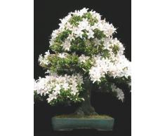 Tropica - Bonsai - senape nera (Prunus mahalep) - 30 semi