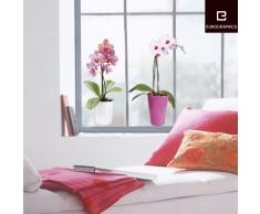 Eurographics WS-DT7049 - Adesivo per finestra riutilizzabile Orchidee, 25 x 70 cm