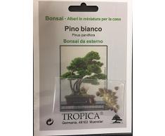 Tropica - Bonsai - pino bianco (Pinus parviflora) - 12 semi