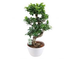 Ficus microcarpa Ginseng XL | Alberello bonsai | Pianta da appartamento tropicale | Altezza 80-85 cm | Vaso bianco Ø 27 cm incluso