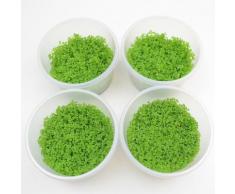 Piante In Vitro Cup Hemianthus callitrichoides "Cuba" - 12 Cup - prezzo top!