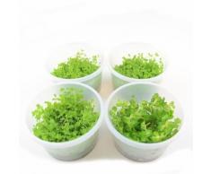 Piante In Vitro Cup Micranthemum Monte Carlo & Rotala Bonsai - 12 Cup - prezzo top!
