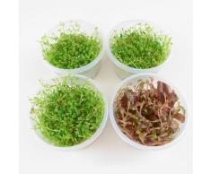 Piante In Vitro Cup Glossostigma & Alternanthera reineckii - 4 Cup