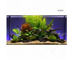 Set piante per acquario Zooplants "Assortimento Misto" - 13 piante