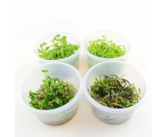 Piante In Vitro Cup Mix - 12 Cup - prezzo top!