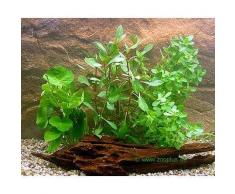 Primo Set di piante per acquario Zooplants - 4 piante